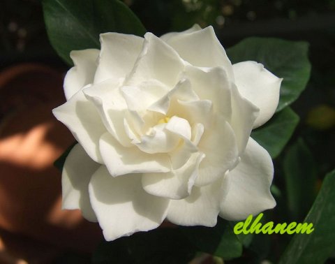 لغة الزهور 760px-white_gardenia_flower-1